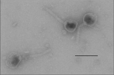 Isolation and preliminary characterization of a novel bacteriophage vB_KquU_φKuK6 that infects the multidrug-resistant pathogen Klebsiella quasipneumoniae